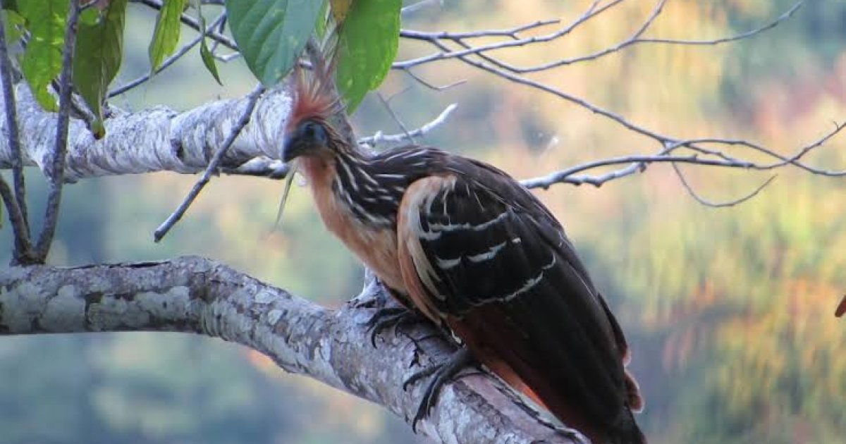 د "ماديدي" ملي پارک؛ چېرته چې ۱۲۵۴ ډوله الوتونکي مرغان ژوند کوي