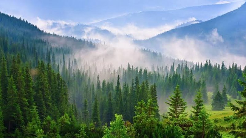 د نړۍ ځينې مشهور ځنګلونه