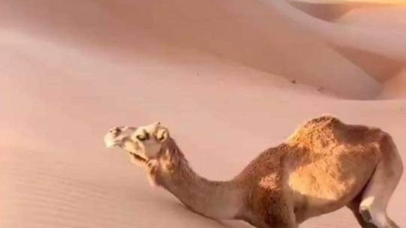 د حیواناتو غوصه