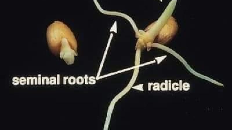 غنمو د کښت ژوروالی