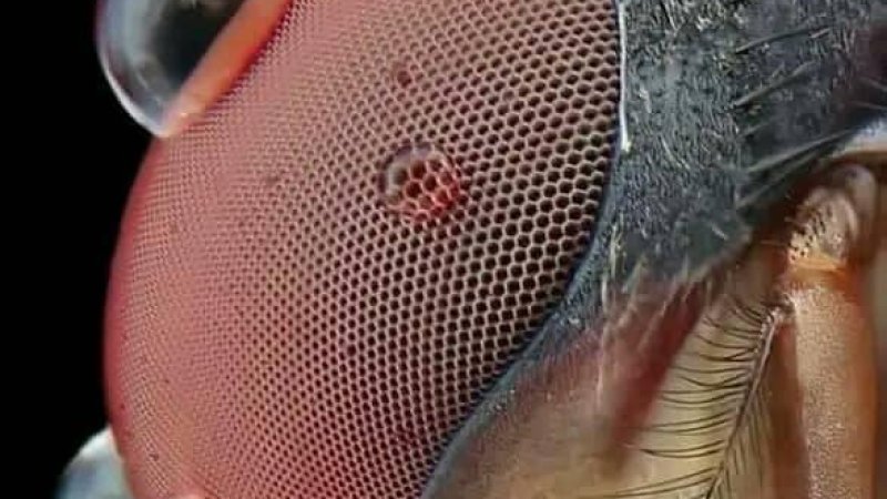 مچ په سترګه کې الهي انجنيري