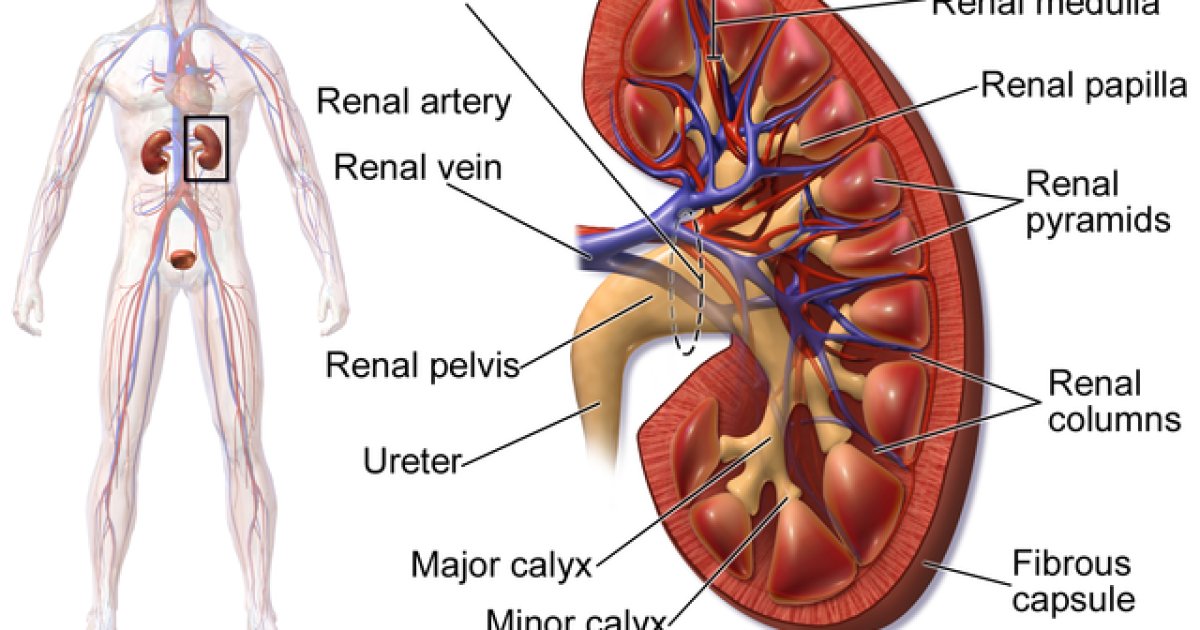 دپښتورګو (ګردو) ناروغۍ ( Kidney )