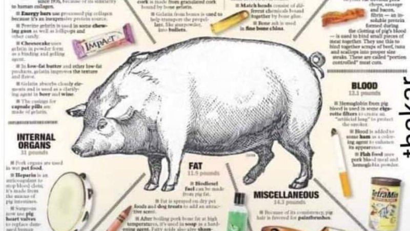 د خنزیر حلاله غوښه په اړه