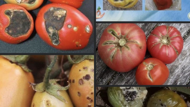 مرض های بانجان رومی