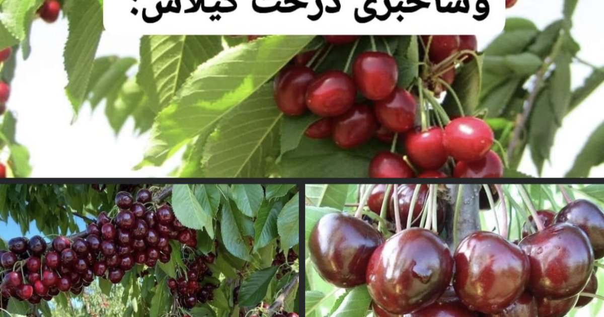 گیلاس و آلوبالو