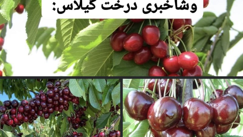 گیلاس و آلوبالو