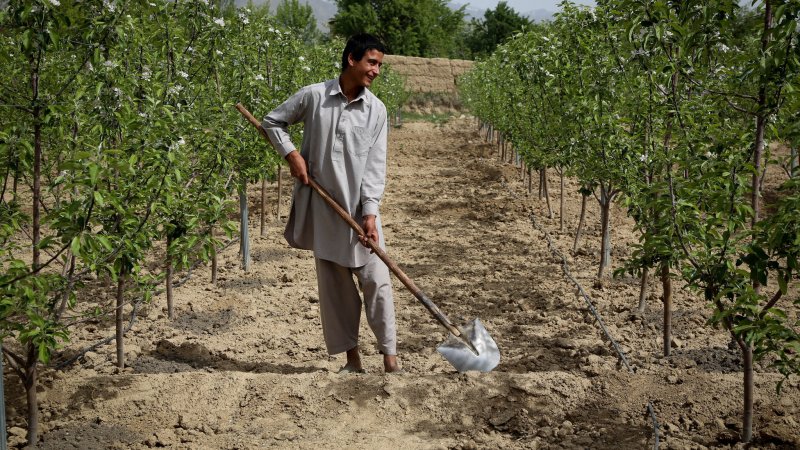په هیواد کې د زراعتي مځکو او ځنګلي منابعو څخه د ګټې اخیستنې د وضعیت تحلیل د پکتیکا ولایت د یوه مثال په بڼه