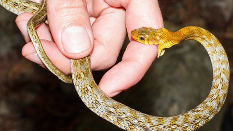 د مار چیچلو پر وخت سمدلاسه څه باید وکړئ؟