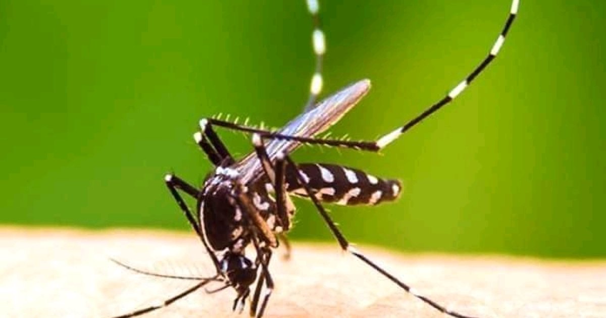 د ډينګي ناروغي