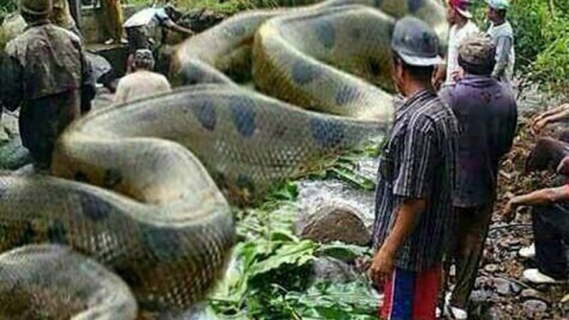 د نړۍ تر ټولو لوی مار چېرته لیدلی شوی دی؟