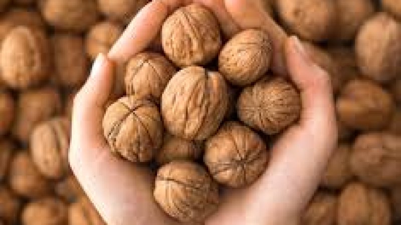 د غوزانو یا چهارمغزو (۱۰) روغتیايي ګټې