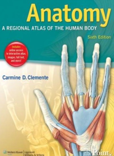 Anatomy