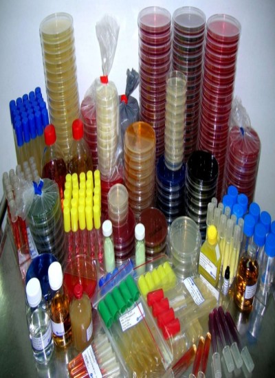 Microbiology Culture Techniques
