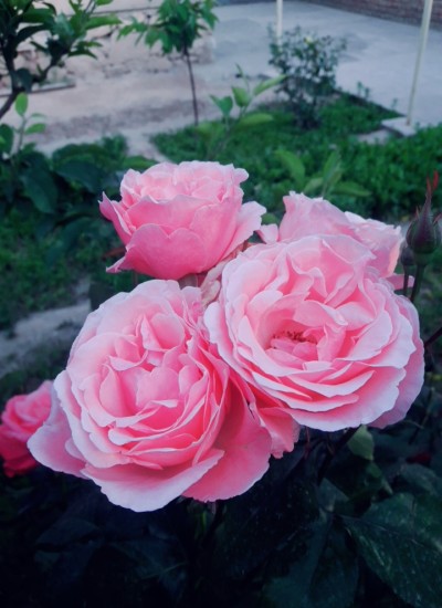 د اصحابو کیسی