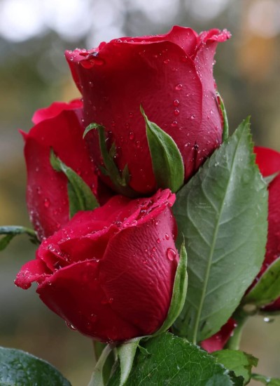 د روژي مسائل او احکام